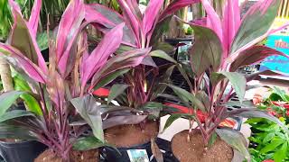 Care tips for the Cordyline Plant  Donna Joshi [upl. by Rehpotsihc141]