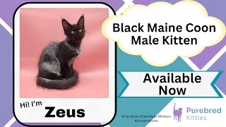 Zeus Black Maine Coon Male Kitten Available Now  Purebred Kitties [upl. by Gelasias635]