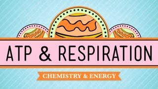 ATP amp Respiration Crash Course Biology 7 [upl. by Hemphill]