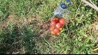 Agricultura Portugal Colher os tomates 🍅 o feijão 🫛 os pêssegos 🍑 [upl. by Annabel]