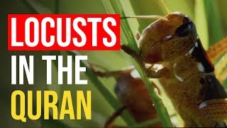 INCREDIBLE example of Locusts in the Quran [upl. by Sadoc]