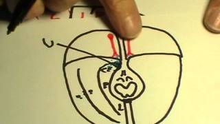 REPASO DE NEUROANATOMIA 2011 13 [upl. by Snyder476]