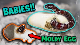 Baby Eastern Milksnakes Hatching [upl. by Azmuh]