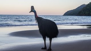 Southern Cassowaries Casuarius casuarius at Etty Bay Queensland Australia [upl. by Aicia]