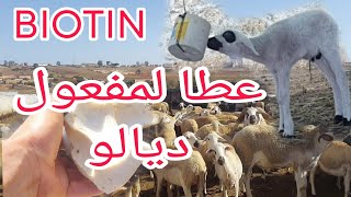 BIOTIN عطا مفعول ديالو لغنم كلها عمرات حتى لخرفان صغار كياكلوه مزيان ليهم [upl. by Eninahpets]