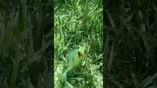 Latest video boxfish what animal will be next fish snorkel snorkeling swimming animals beach [upl. by Cocks597]