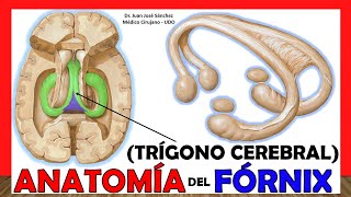 🥇 Anatomía del FÓRNIX Trígono Cerebral ¡Explicación Sencilla [upl. by Shelly]