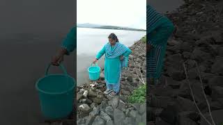 Indian Softshell Tortoise  schedule I rescued  released 28924 Malapur Dam helped by Ashvini [upl. by Pegg]