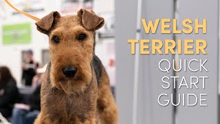 Welsh Terrier Grooming Supplies Quick Start Guide [upl. by Arza292]