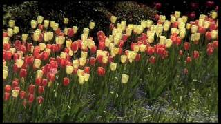 Spring at The Butchart Gardens [upl. by Rogovy]