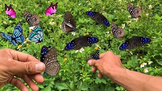 Hunting butterflies catching butterflies with bare hands to admire Hunting beautiful butterflies [upl. by Sigismondo]