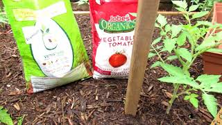 How to Grow Large Beefsteak Tomatoes Get Them Ready Mulching Pruning Staking Fertilizing 2of6 [upl. by Pleasant714]