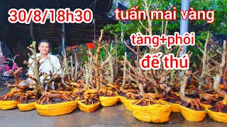 308 ☎️ 0335229639 tuấn mai vàng GL tàng phôi đế thú giá phải chăng tuấnmaivàng vn [upl. by Ralat]