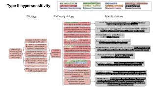 Type II hypersensitivity mechanism of disease with examples [upl. by Feola]