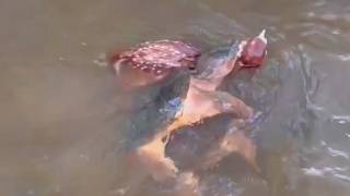 The baby deer was drowned by two turtles to death but a guy appeared and [upl. by Ashla]