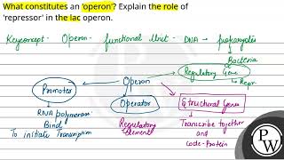 What constitutes an operon Explain the role of repressor in the lac operon [upl. by Lairea]