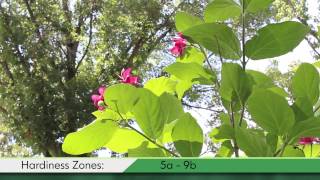 Proven Winners® Gardener Channel Proven Winners® Aphrodite Calycanthus [upl. by Philips]