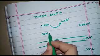 NADH shuttle mechanisms glycerophosphate and malate aspartate shuttle [upl. by Yssor]