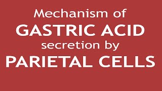 Mechanism of Gastric Acid secretion by Parietal Cells  Dr Shikha Parmar [upl. by Shara]