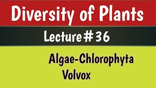 Diversity of Plants Lecture 36 Volvox for BS Botany Zoology Chemistry [upl. by Tallbott]