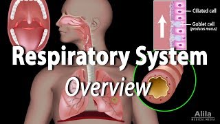 Overview of the Respiratory System Animation [upl. by Hodges867]