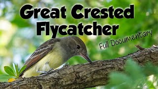 The Great Crested Flycatcher documentary food habitat behavior and more [upl. by Ravilob]