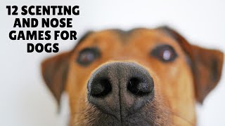 12 Scenting and Nose Games for Dogs [upl. by Mireille294]