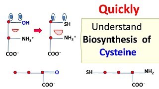 Cysteine biosynthesis [upl. by Ntsud228]