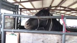 Loading wild mustangs [upl. by Anyzratak901]