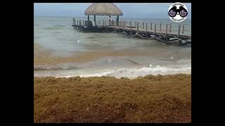 2023 Sargassum  Dominican Republic  Punta Cana  Jewel Palm beach [upl. by Adeirf414]