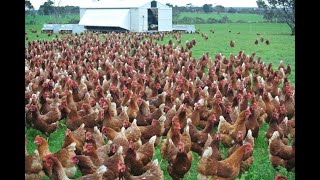 Amazing  Nearly 30 Thousand Chickens and Roosters All at Once out for feeding [upl. by Eniamor]