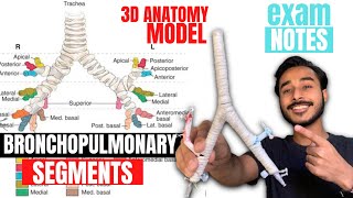 bronchopulmonary segments anatomy 3d  bronchial tree anatomy  anatomy of bronchopulmonary segments [upl. by Aligna]