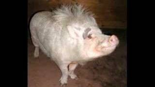 Potbellied Pig Photo Gallery 1 CPPA [upl. by Sucramed]