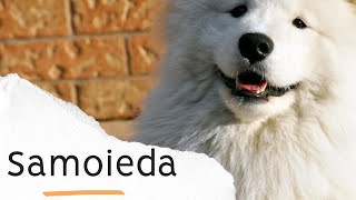 Como Cuidar de um Samoieda ou qualquer outro cão de capa dupla como Chow Chow Spitz Husky Golden [upl. by Eisso]