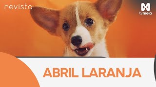 Abril Laranja mês da prevenção contra a crueldade animal [upl. by Lynad]