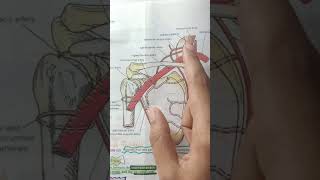 Anastomosis Around the Shoulder Joint Sahiba Sohbat [upl. by Willy]