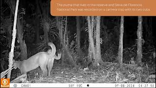 Camera Trap Footage in AndinobatesBoqueron Reserve and Selva de Florencia National Park Colombia [upl. by Lorolla662]