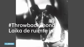 60 jaar geleden hondje Laika de ruimte in  RTL NIEUWS [upl. by Dalis]