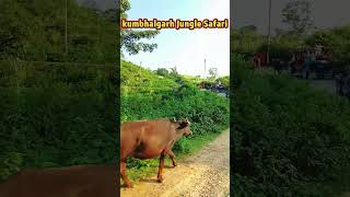 Kumbhalgarh Jungle Safari foryou kumbhalgarhfort trending funny viralvideo song travel [upl. by Edlitam361]