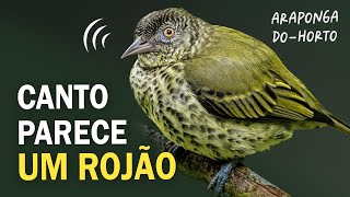 CANTO INTRIGANTE da ARAPONGADOHORTO e outras aves da Mata Atlântica  Passarinhando na floresta [upl. by Aniger]