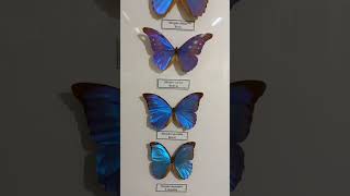 Collection of Tropical Butterflies of Genus Morpho Lepidoptera [upl. by Nydroj252]