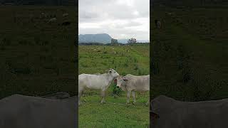 Cena romântica na Estrada Fazenda  Paisagens de Joinville joinville joinvillefazbem natureza [upl. by Hasila]