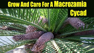 How To Grow And Care For A Macrozamia Cycad [upl. by Nirred650]