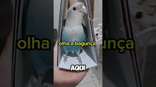 ziggy e bibi distruindo o calendário aves agapornis lovebirds viral [upl. by Novick]