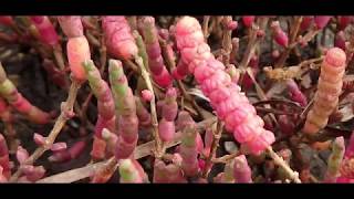 Salicornia europaea  common glasswort or just glasswort Greece by Theo Fotiadis [upl. by Gleich360]