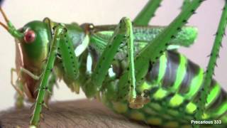 Neobarrettia spinosa Giant Texas Katydid adult female [upl. by Arnaud]