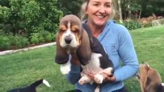 European basset hound puppies at 7 weeks [upl. by Euqnimod250]