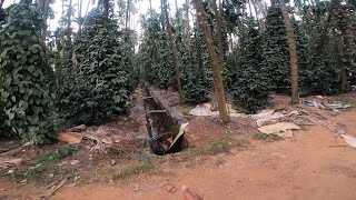 IMPORTANCE OF TRENCHING IN ARECANUT PLANTATION AND PEPPER PLANTATION [upl. by Ztnaj451]