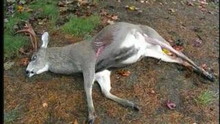 Deer Being Shot With Crossbow in Comox Valley Neighbourhoods [upl. by Burnard660]