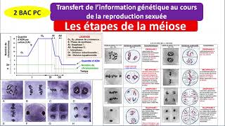 transfert de linformation génétique au cours de la reproduction sexuée  la méiose 2 bac PC [upl. by Aihsenyt633]